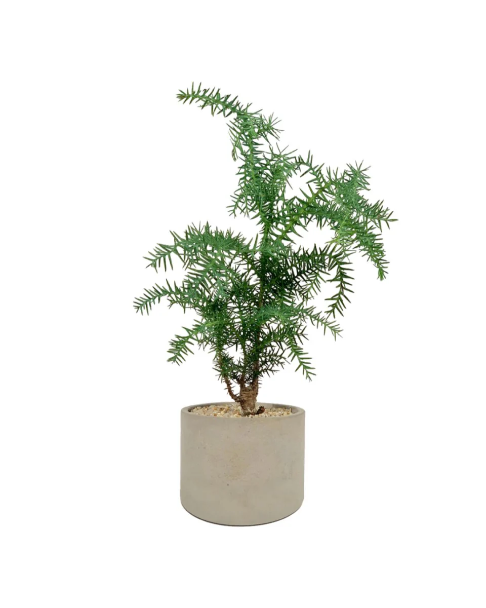 Araucaria cunninghamii - Hoop Pine Junior - Image 8