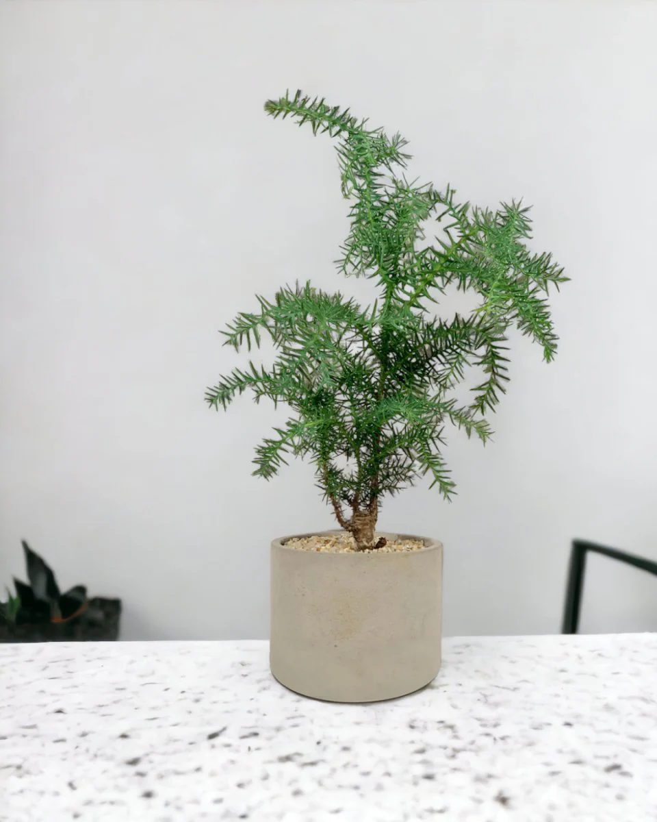 Araucaria cunninghamii - Hoop Pine Junior - Image 9