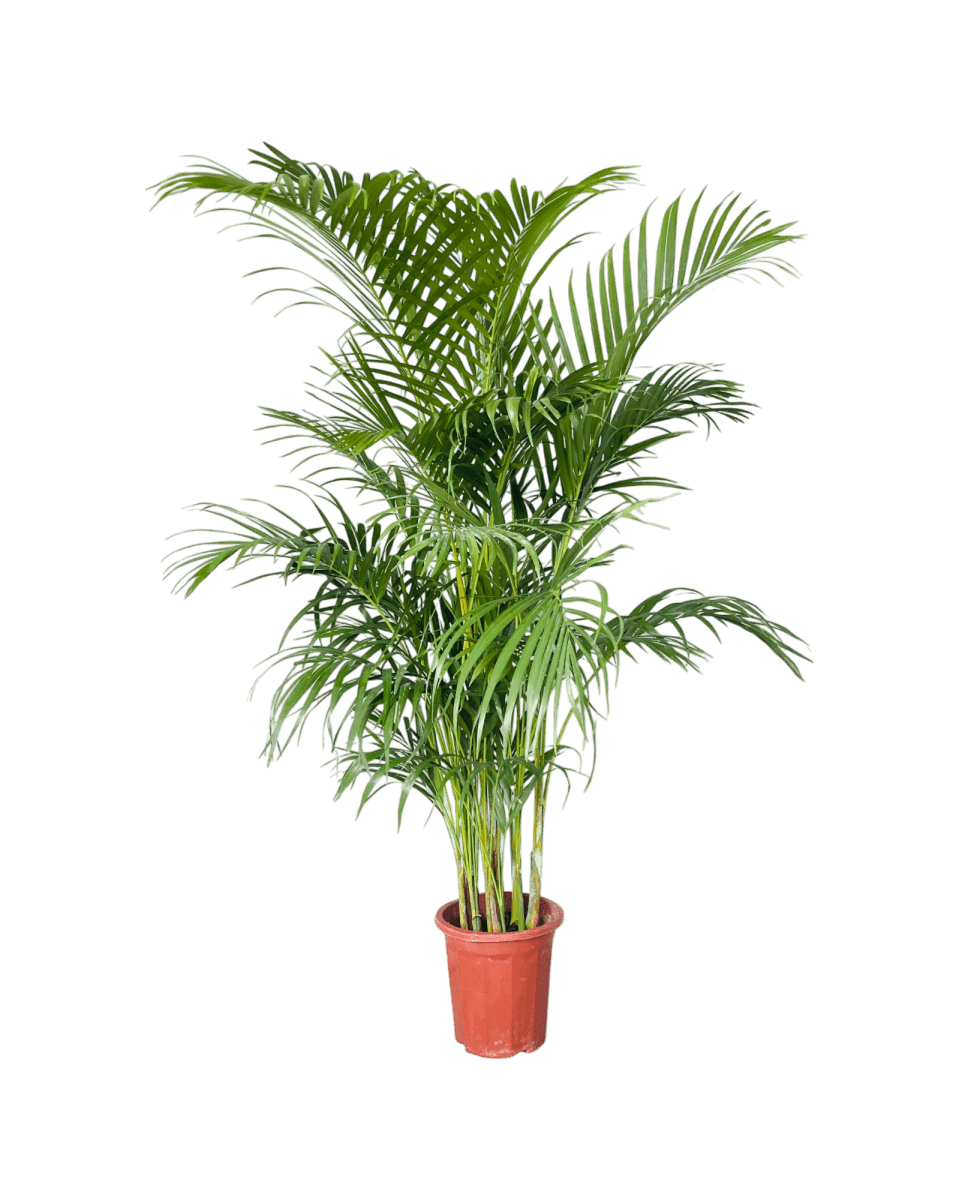 Areca Palm (1-1.8m) - Image 10