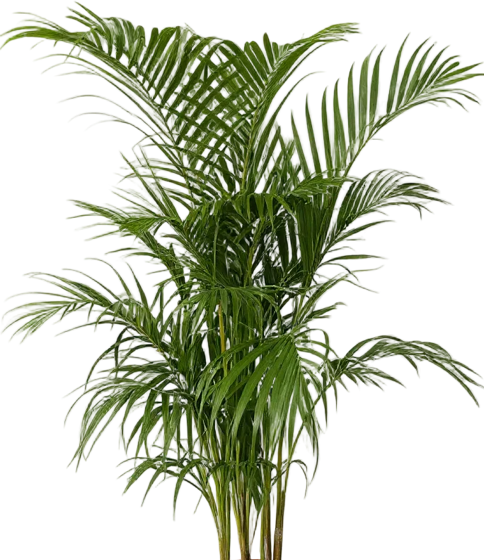 Areca Palm (1-1.8m) - Image 11