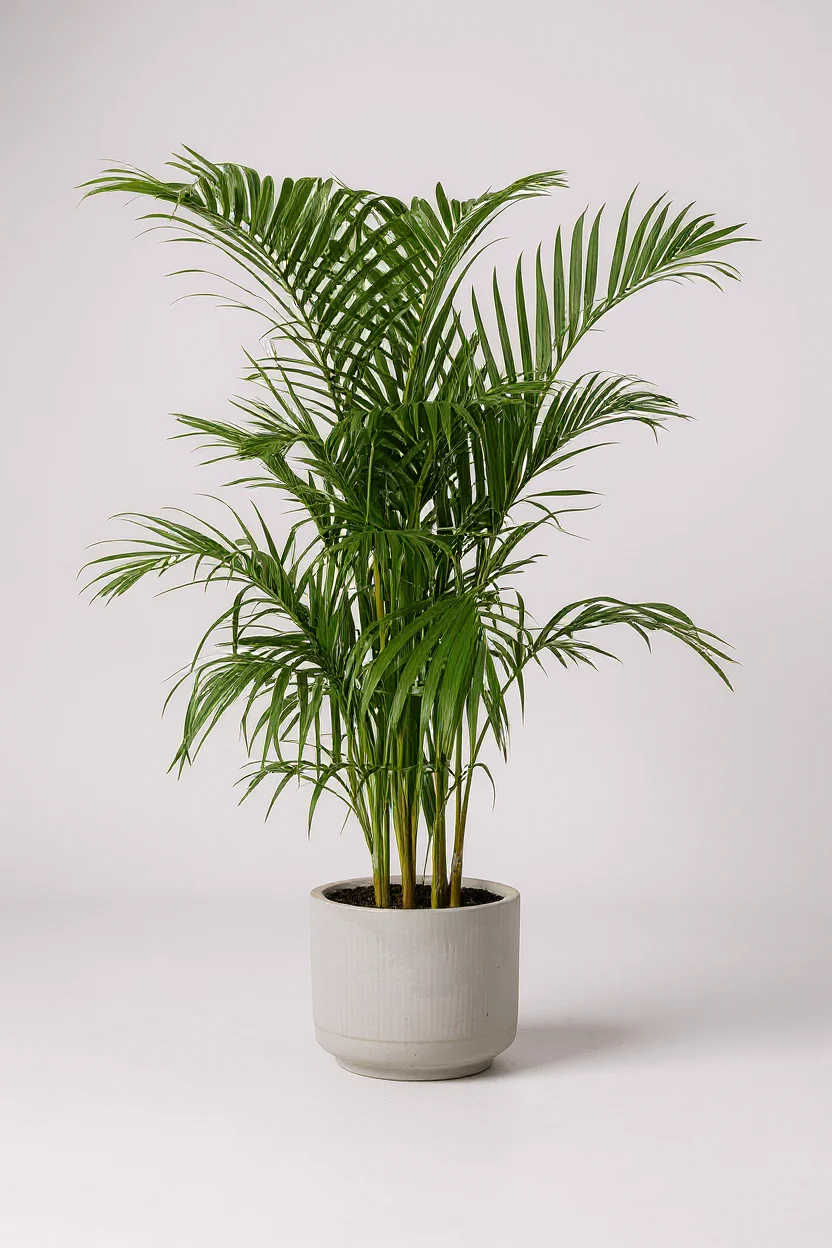 Areca Palm (1-1.8m) - Image 5
