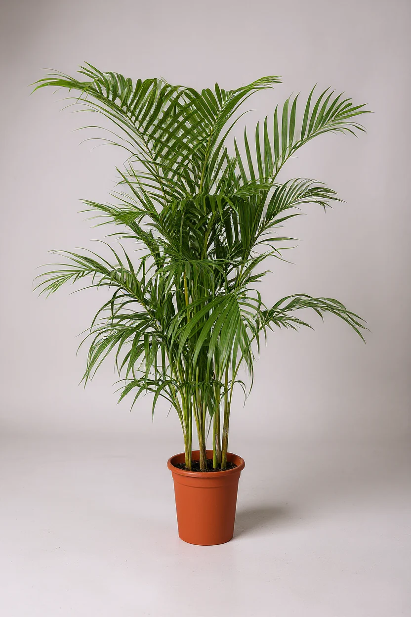 Areca Palm (1-1.8m) - Image 6