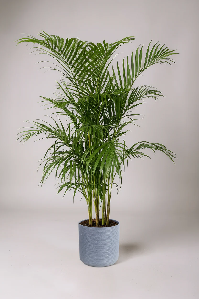 Areca Palm (1-1.8m) - Image 7