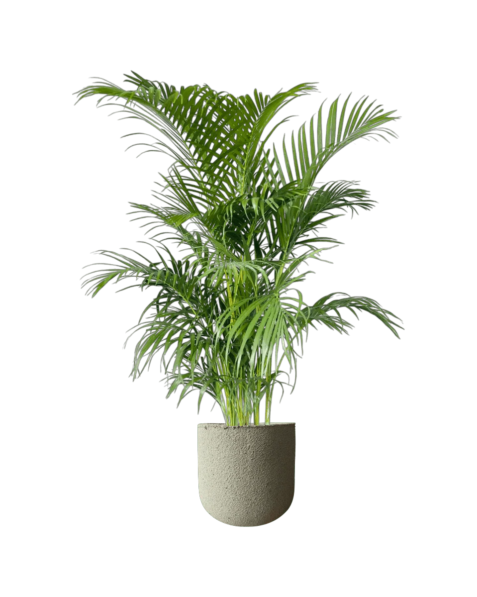 Areca Palm (1-1.8m) - Image 8