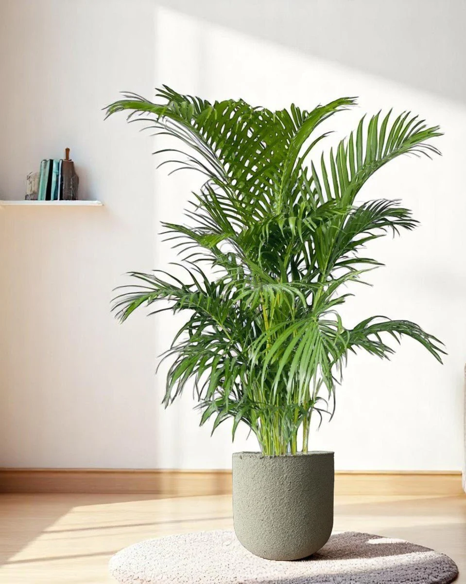 Areca Palm (1-1.8m) - Image 9