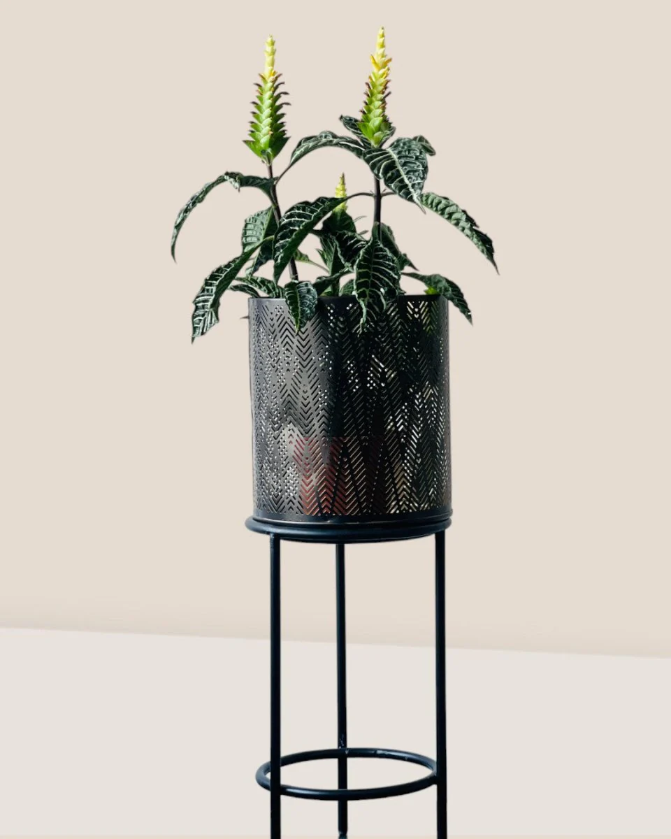 Aria Bohemian Stand - Image 2