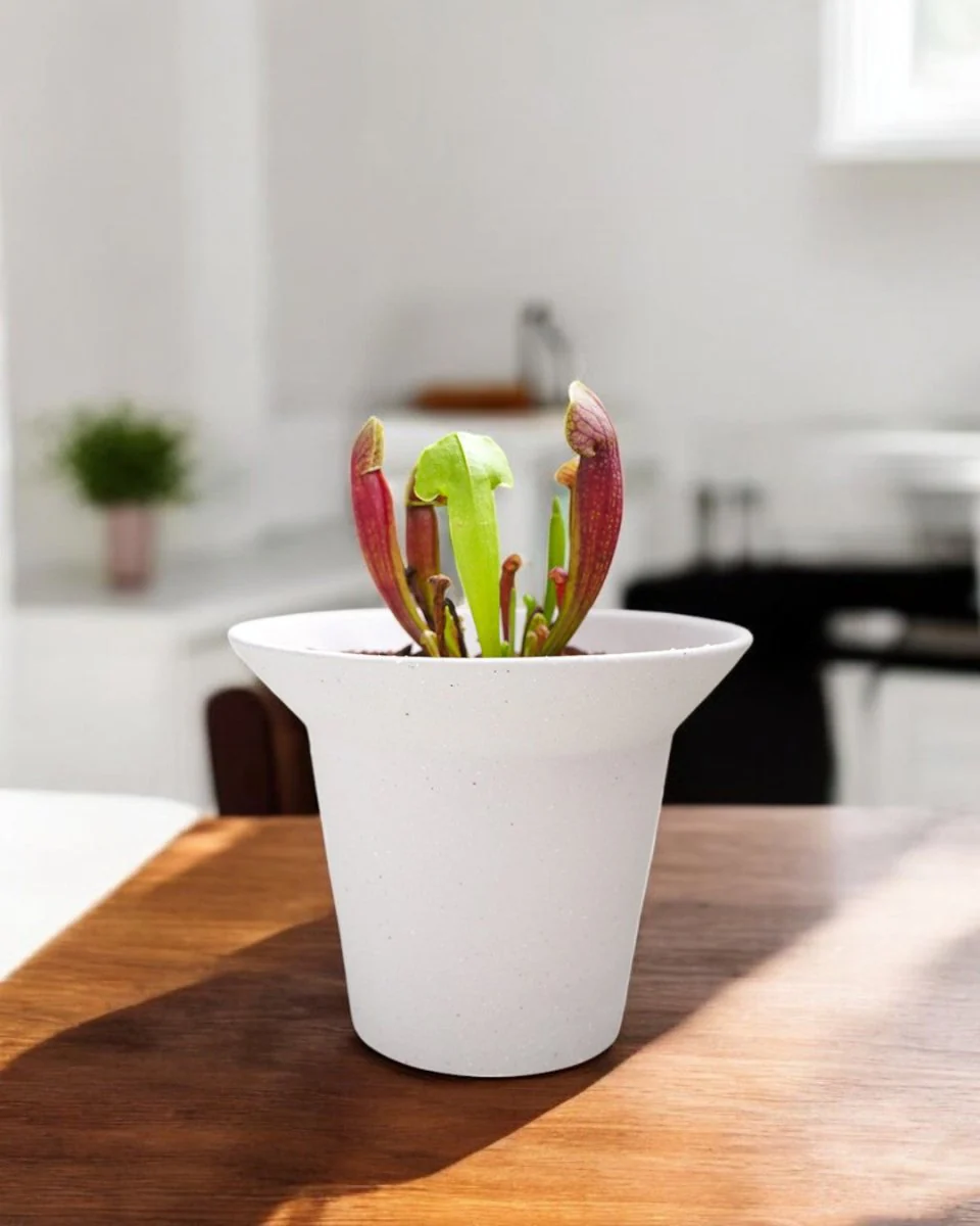Aria Pots - Image 3