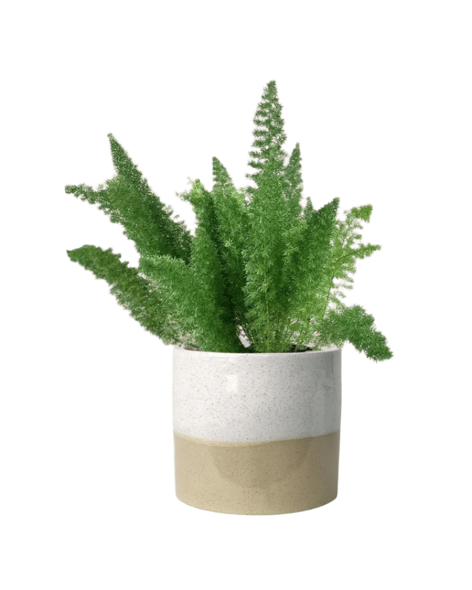 Asparagus Densiflorus - Image 10