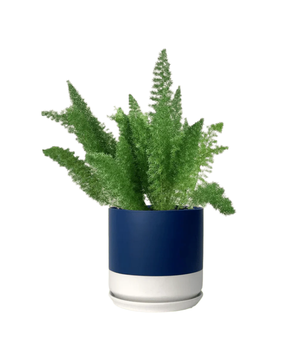 Asparagus Densiflorus - Image 11