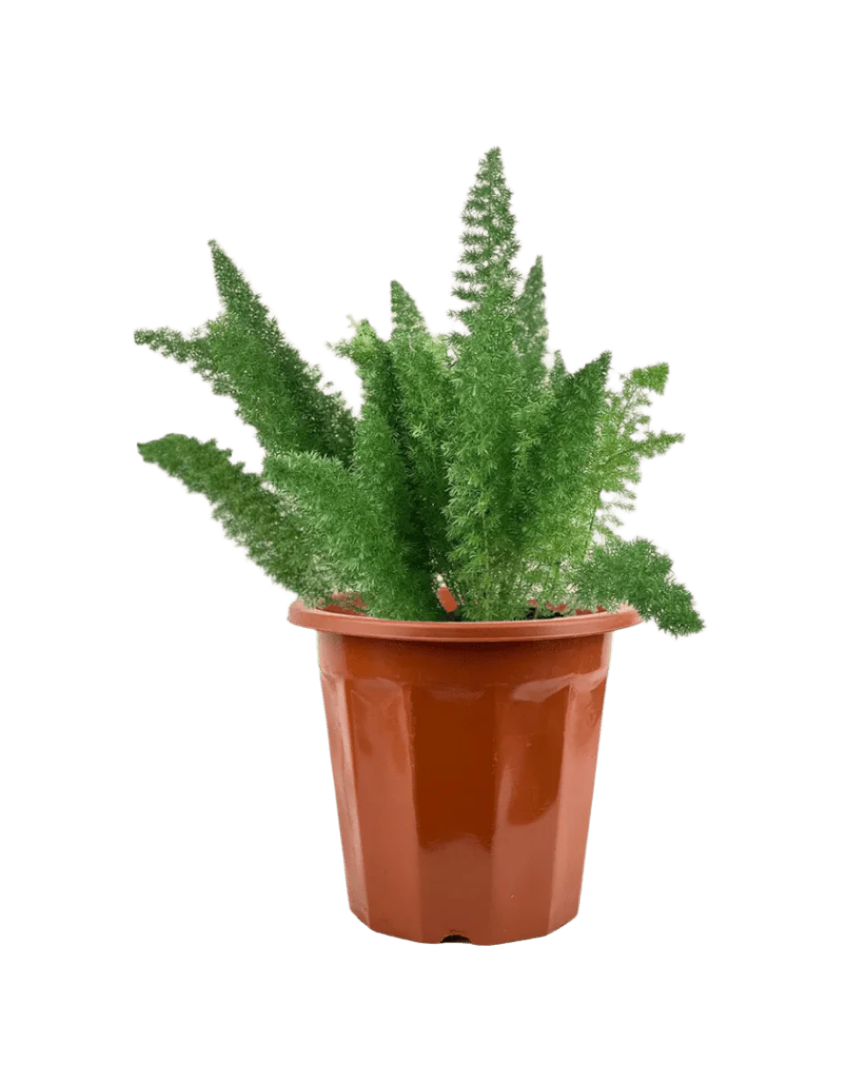 Asparagus Densiflorus - Image 12