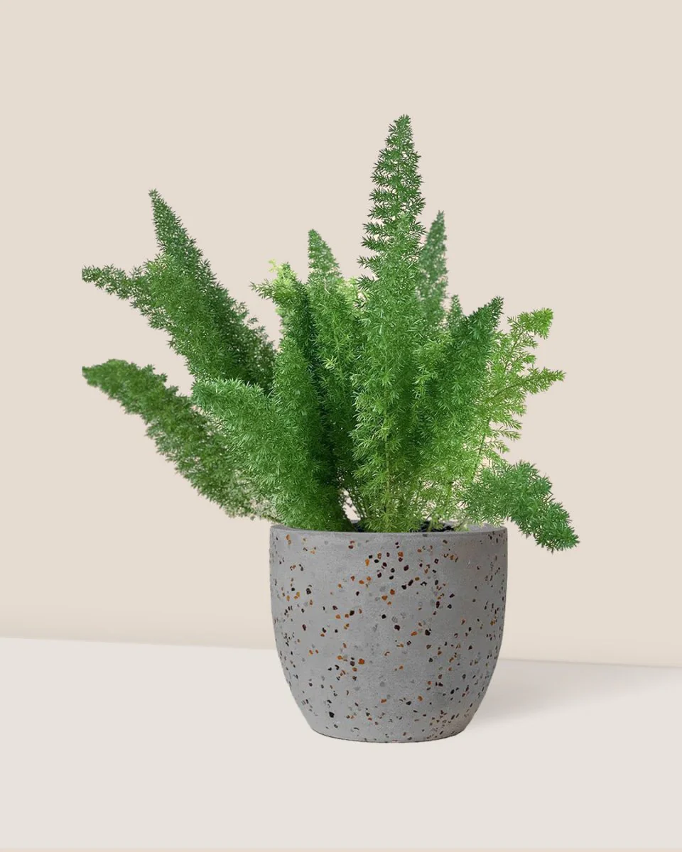 Asparagus Densiflorus - Image 3