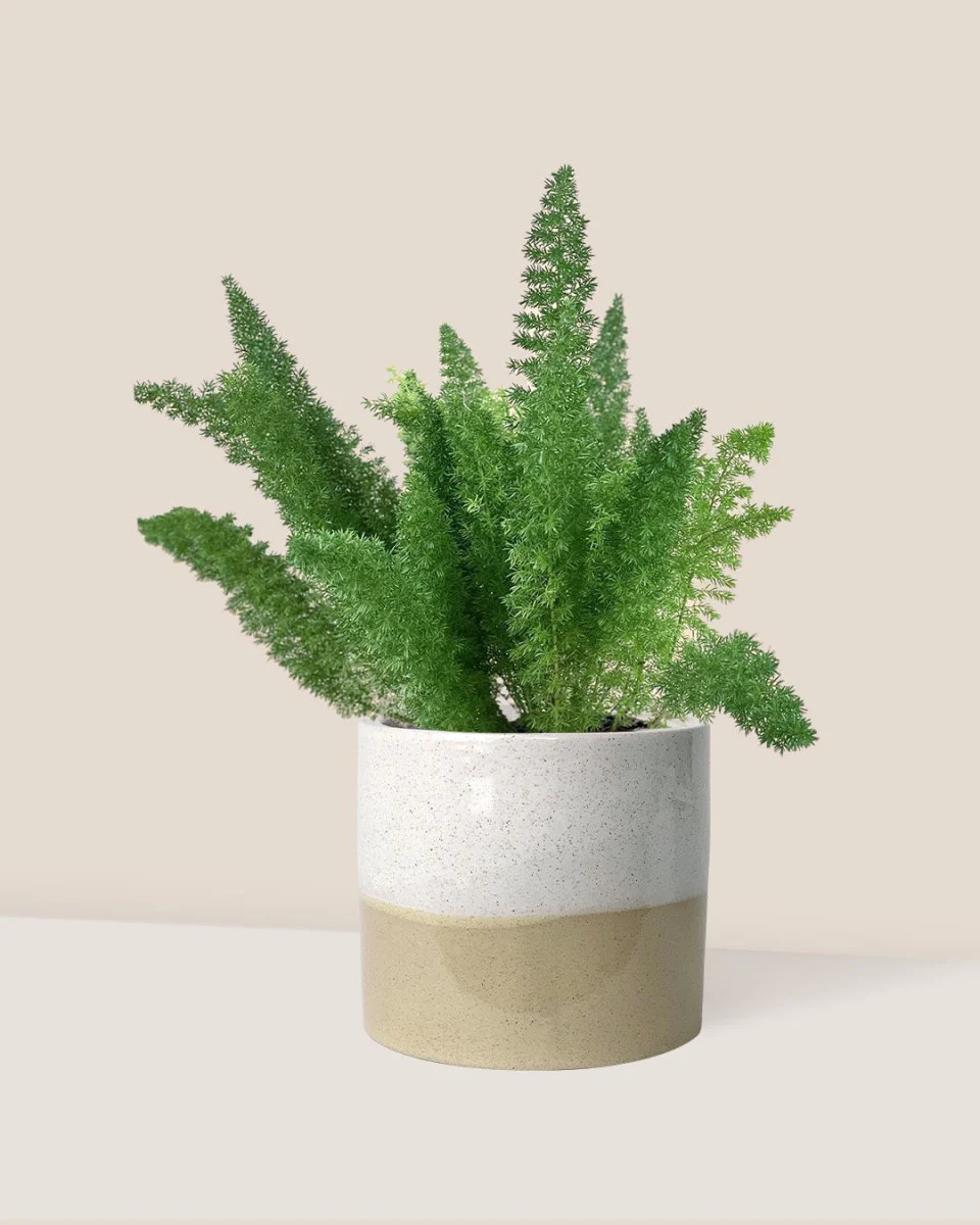 Asparagus Densiflorus - Image 4