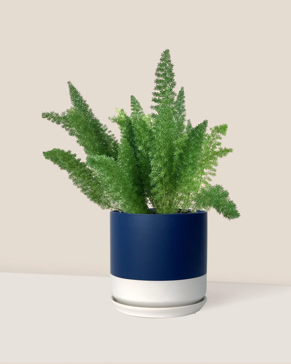 Asparagus Densiflorus - Image 5