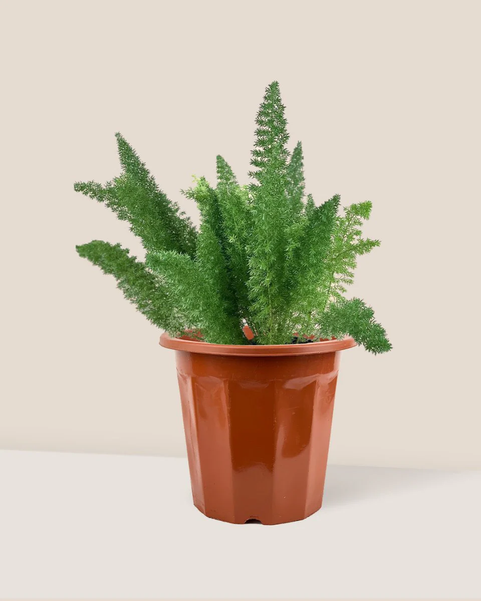 Asparagus Densiflorus - Image 6