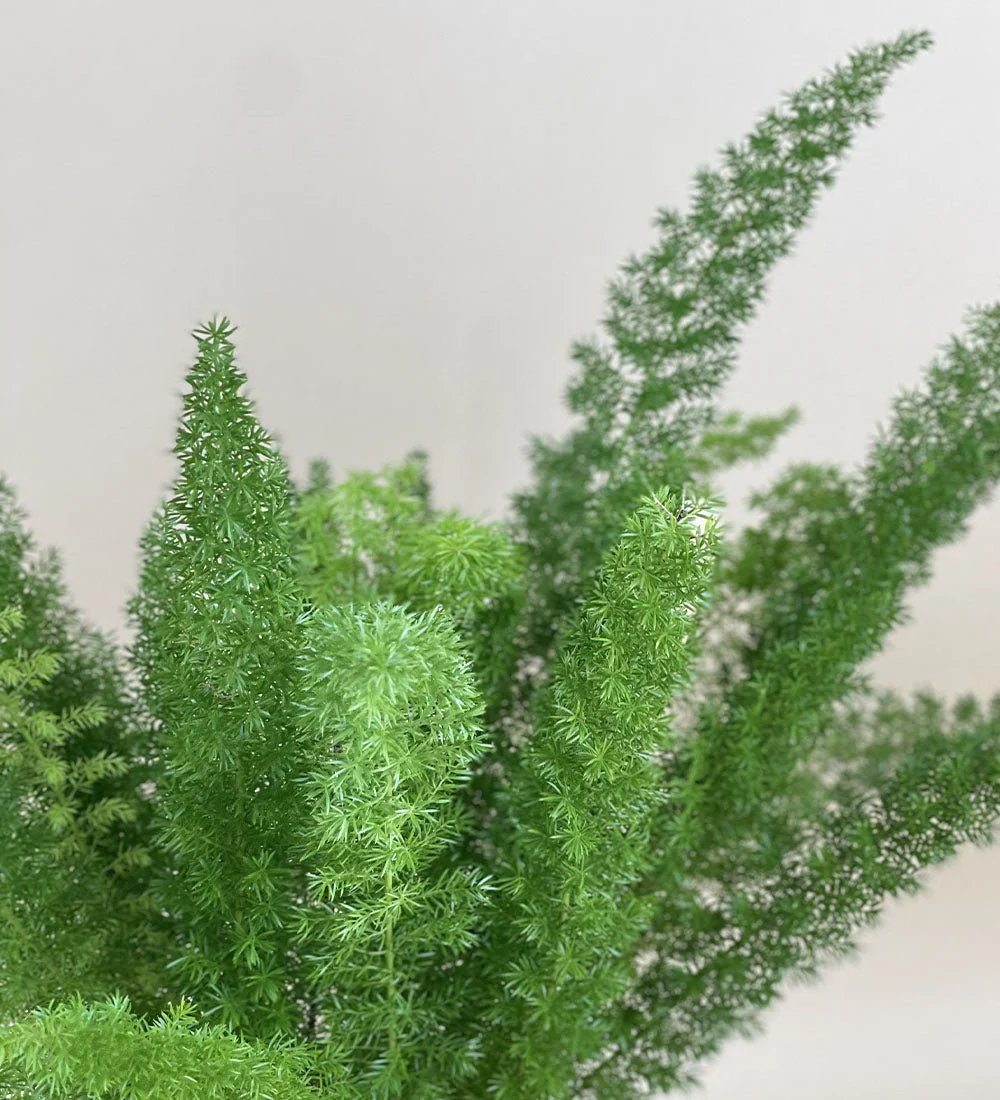 Asparagus Densiflorus - Image 7