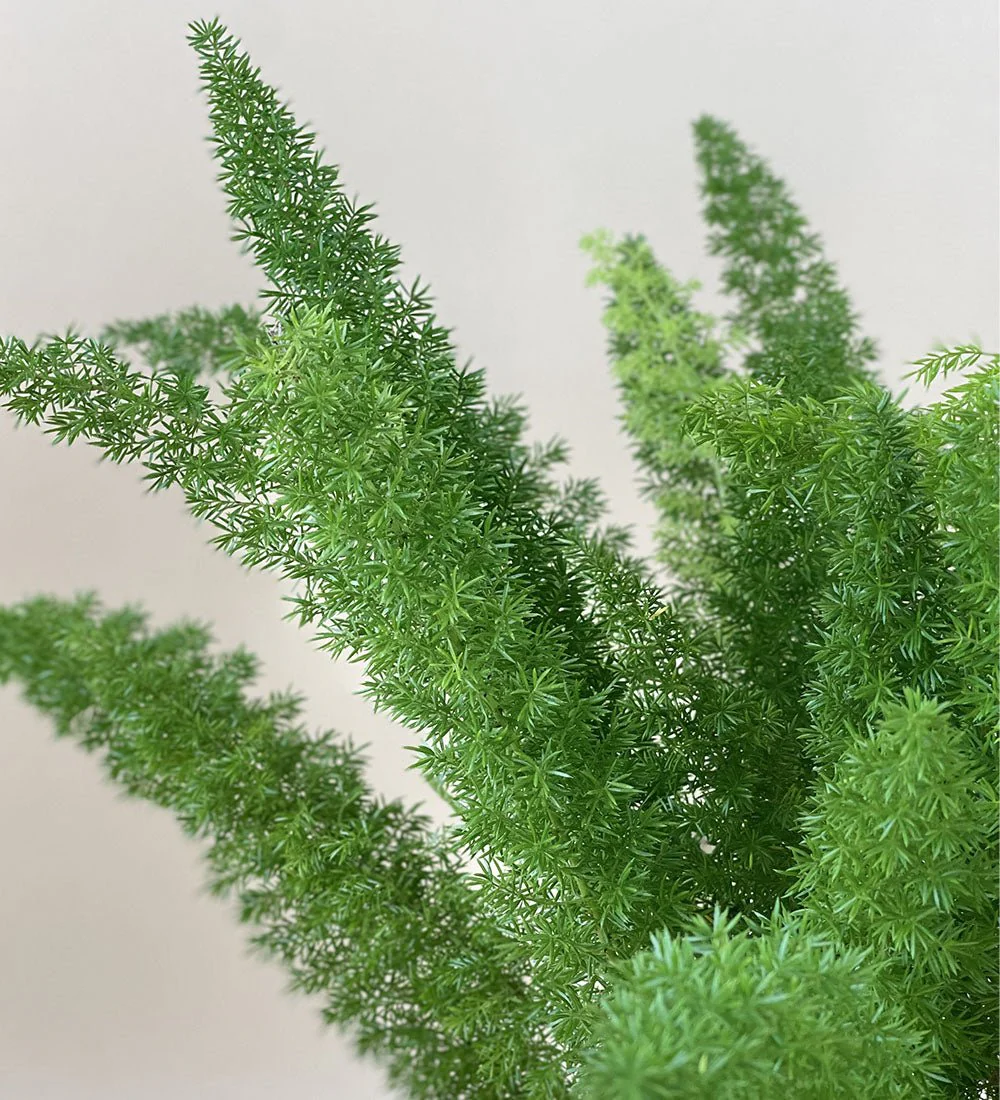 Asparagus Densiflorus - Image 8