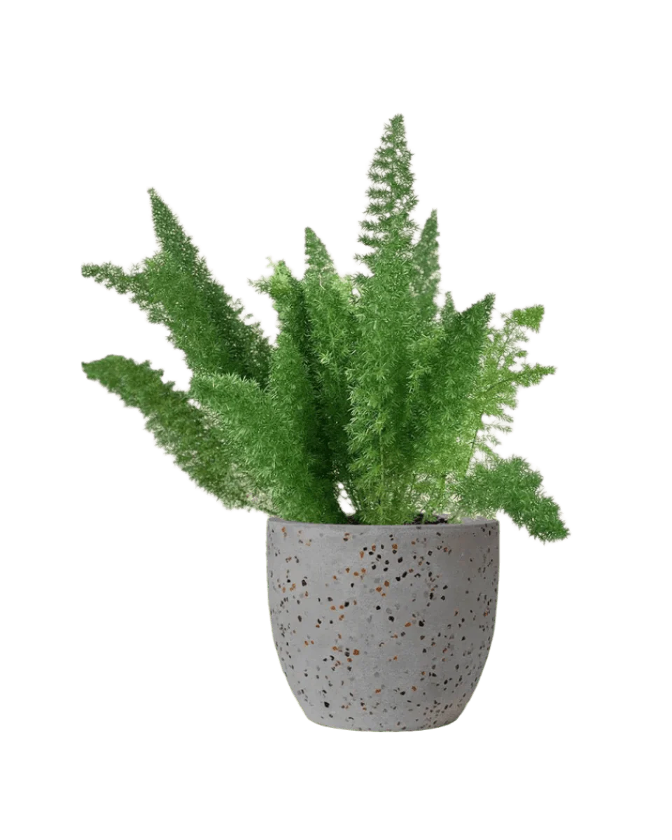 Asparagus Densiflorus - Image 9