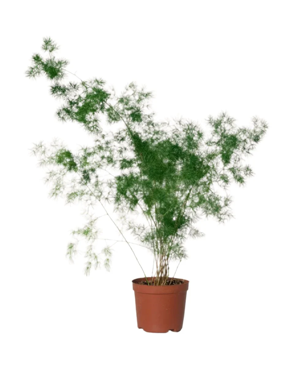 Asparagus Myriocladus - Image 11