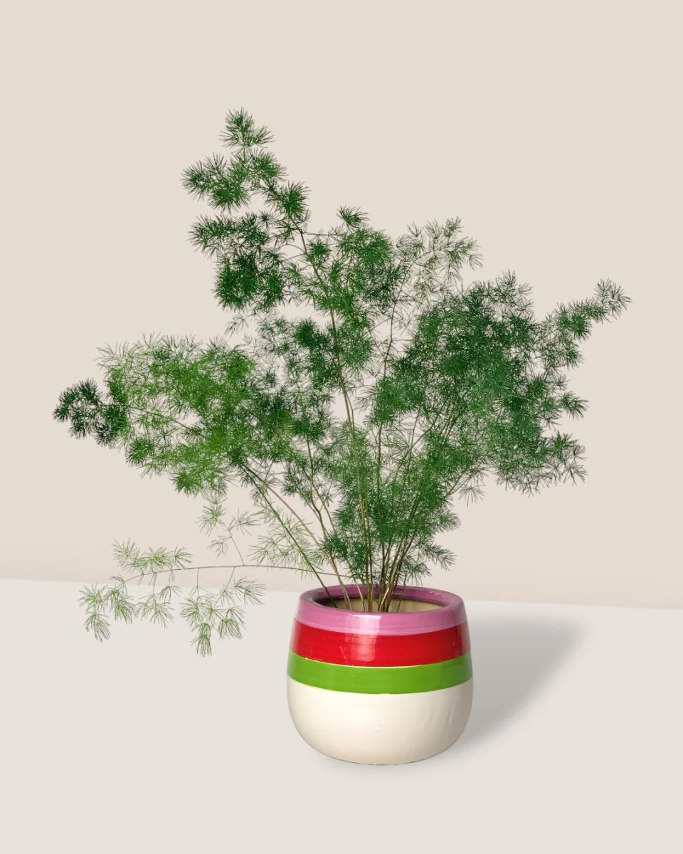 Asparagus Myriocladus - Image 3