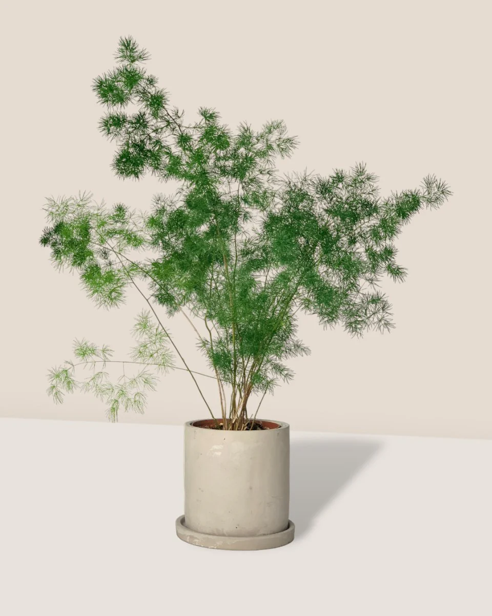 Asparagus Myriocladus - Image 4