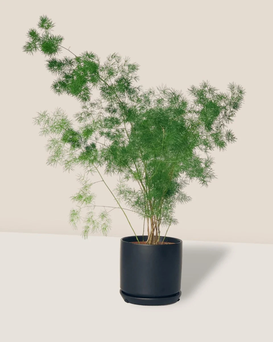 Asparagus Myriocladus - Image 5