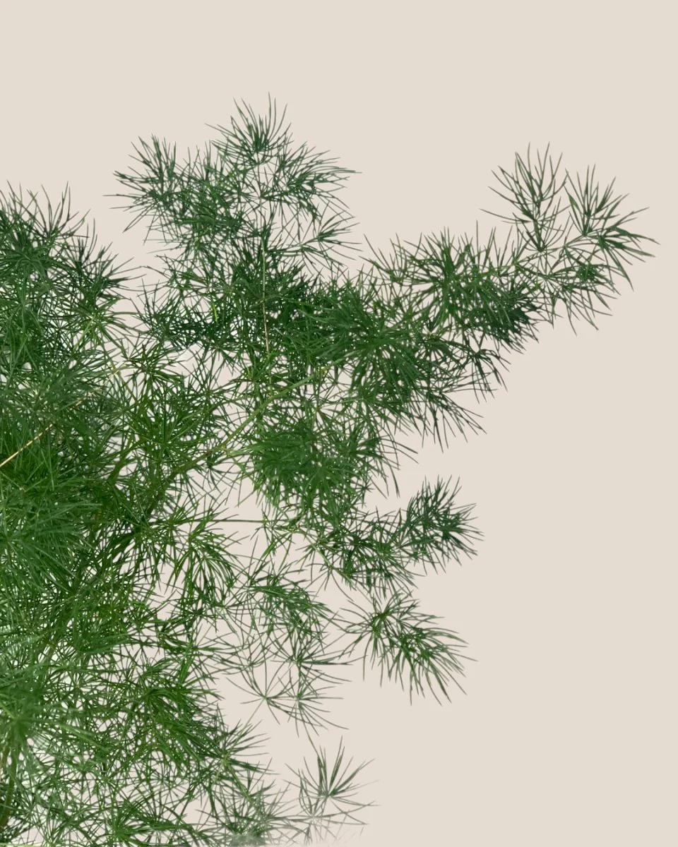 Asparagus Myriocladus - Image 6