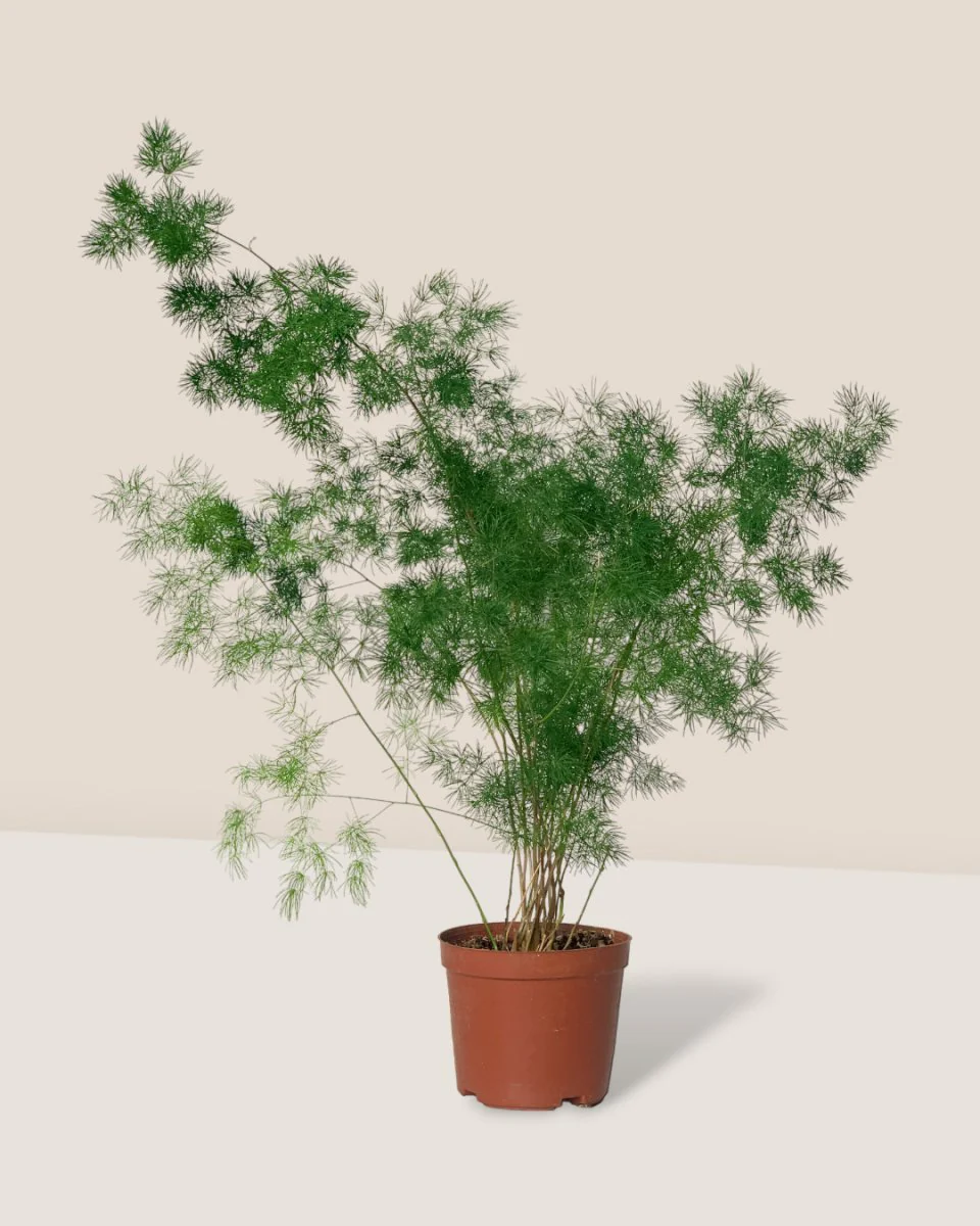 Asparagus Myriocladus - Image 7