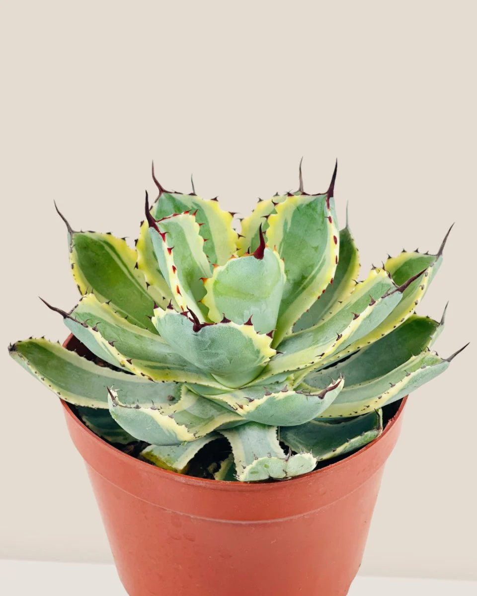 Assorted Agave Victoriae-Reginae - Image 11
