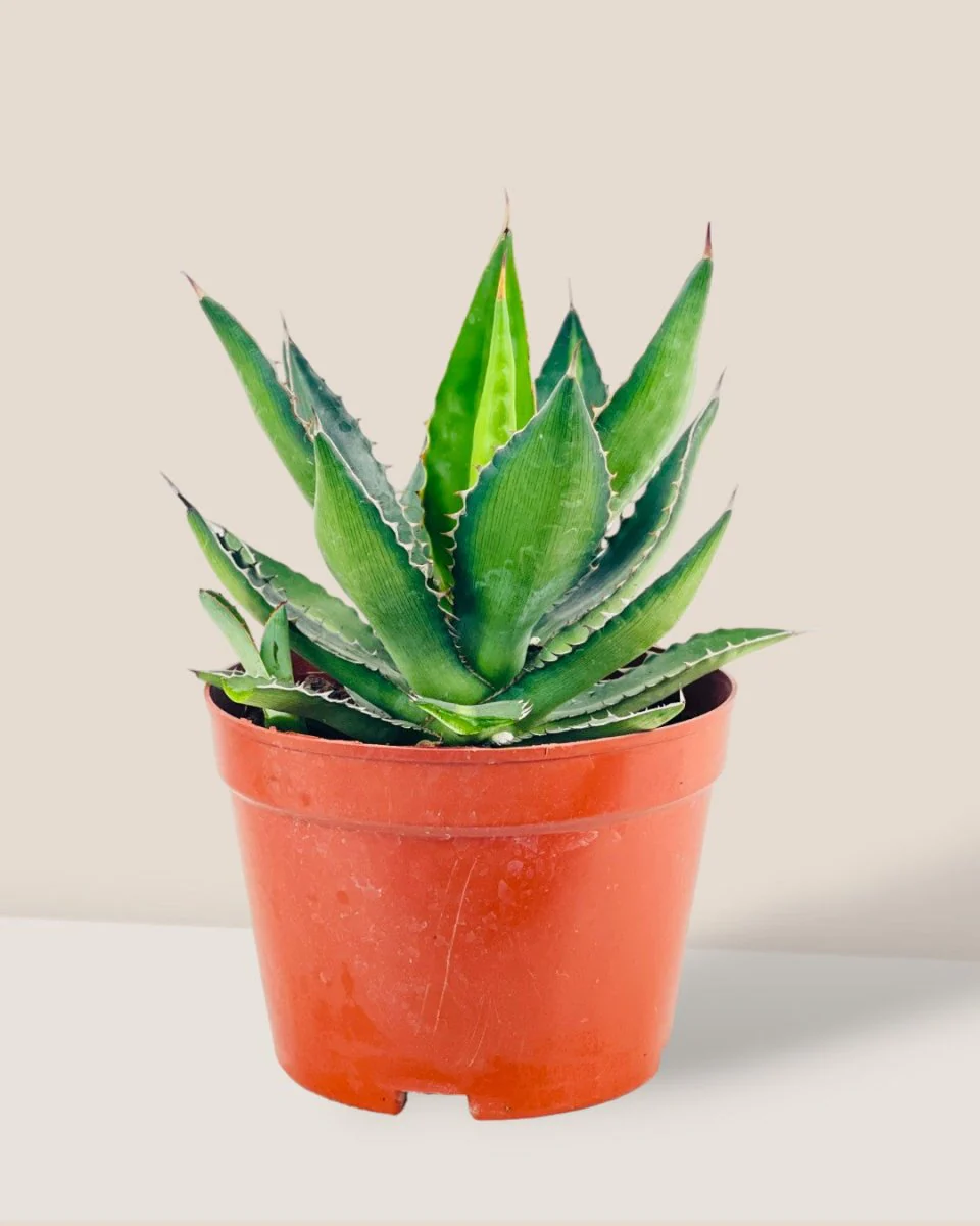 Assorted Agave Victoriae-Reginae - Image 12