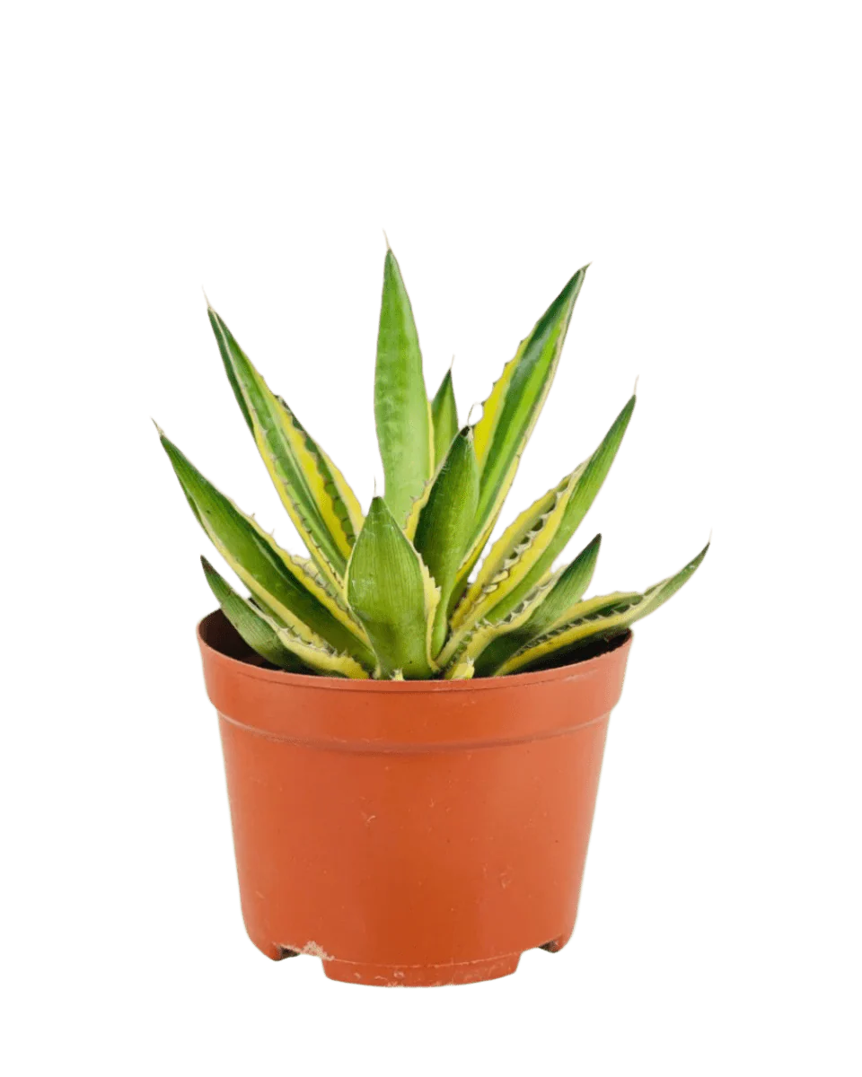 Assorted Agave Victoriae-Reginae - Image 15
