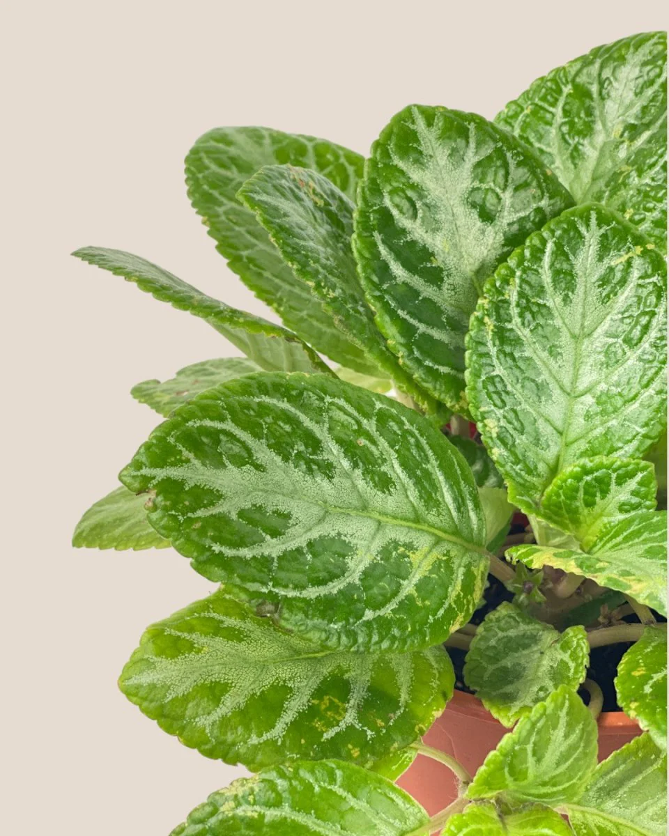 Assorted Episcia Plant - Image 10