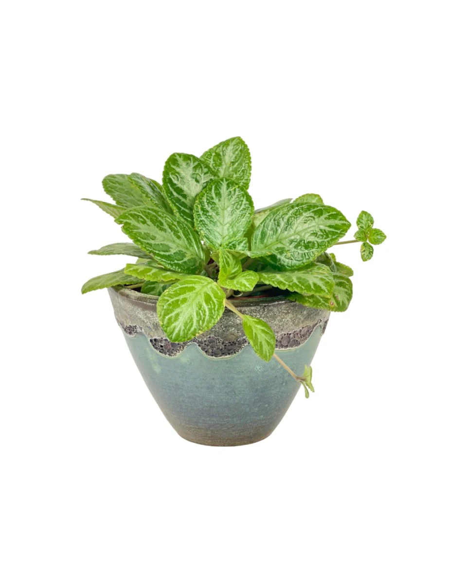 Assorted Episcia Plant - Image 11
