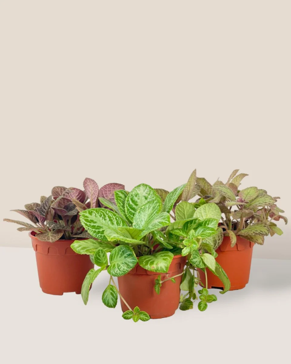 Assorted Episcia Plant - Image 12