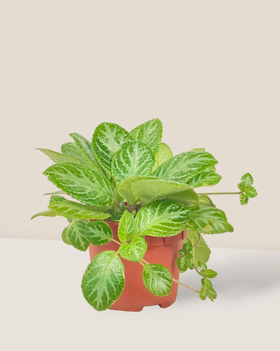 Assorted Episcia Plant - Image 13