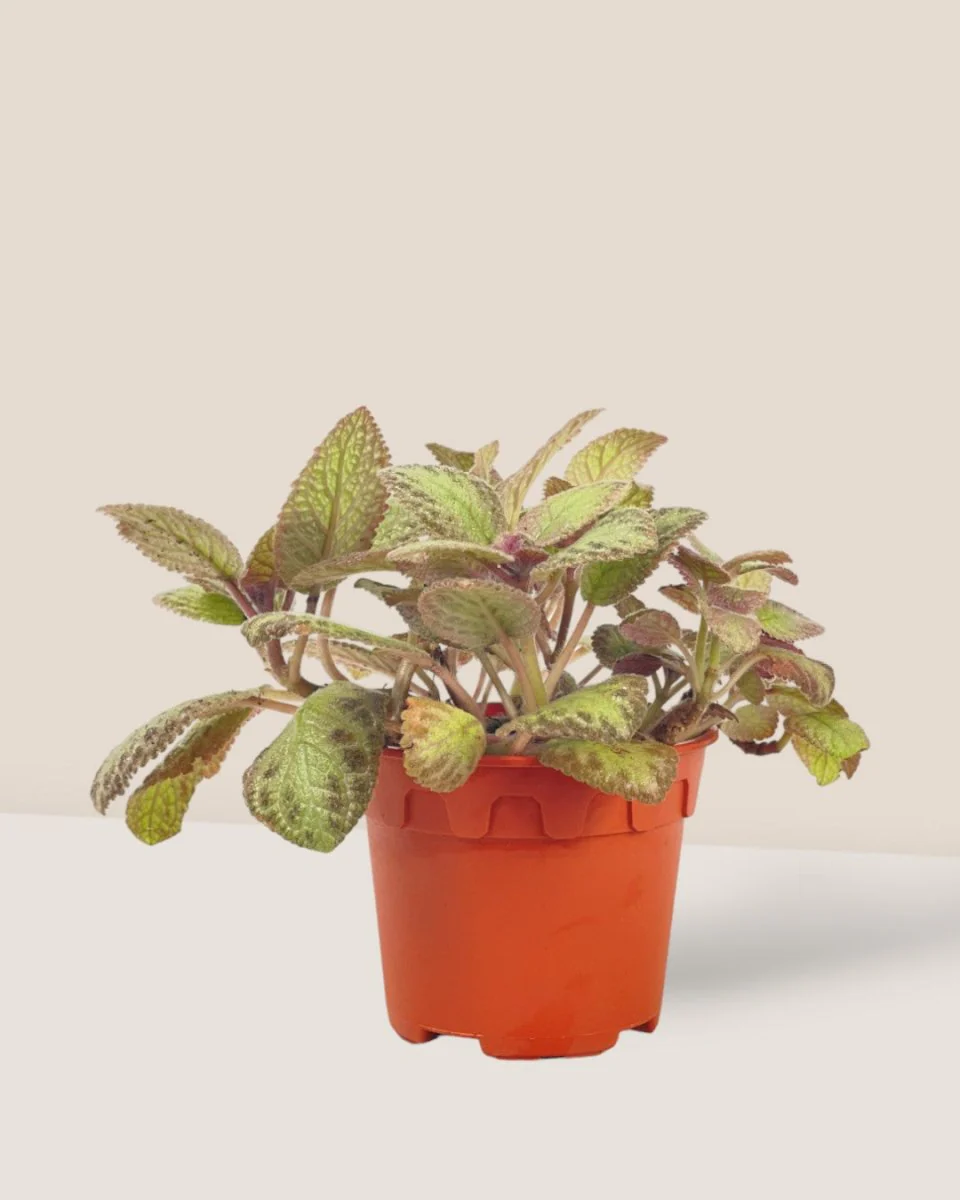 Assorted Episcia Plant - Image 14