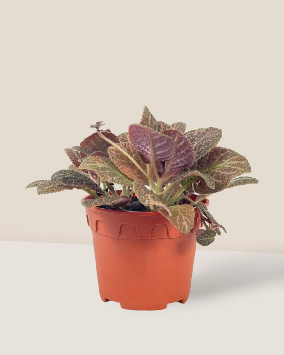 Assorted Episcia Plant - Image 15