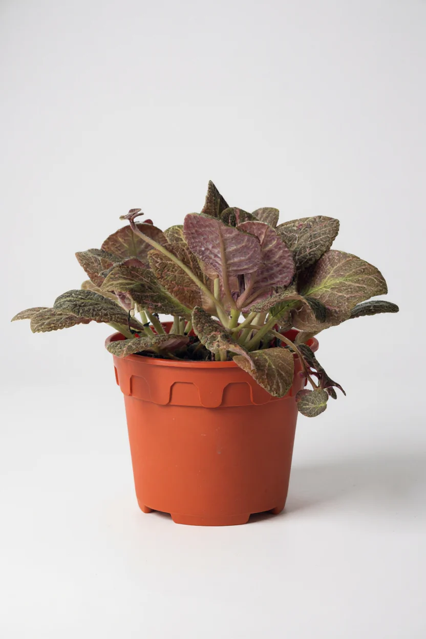Assorted Episcia Plant - Image 7