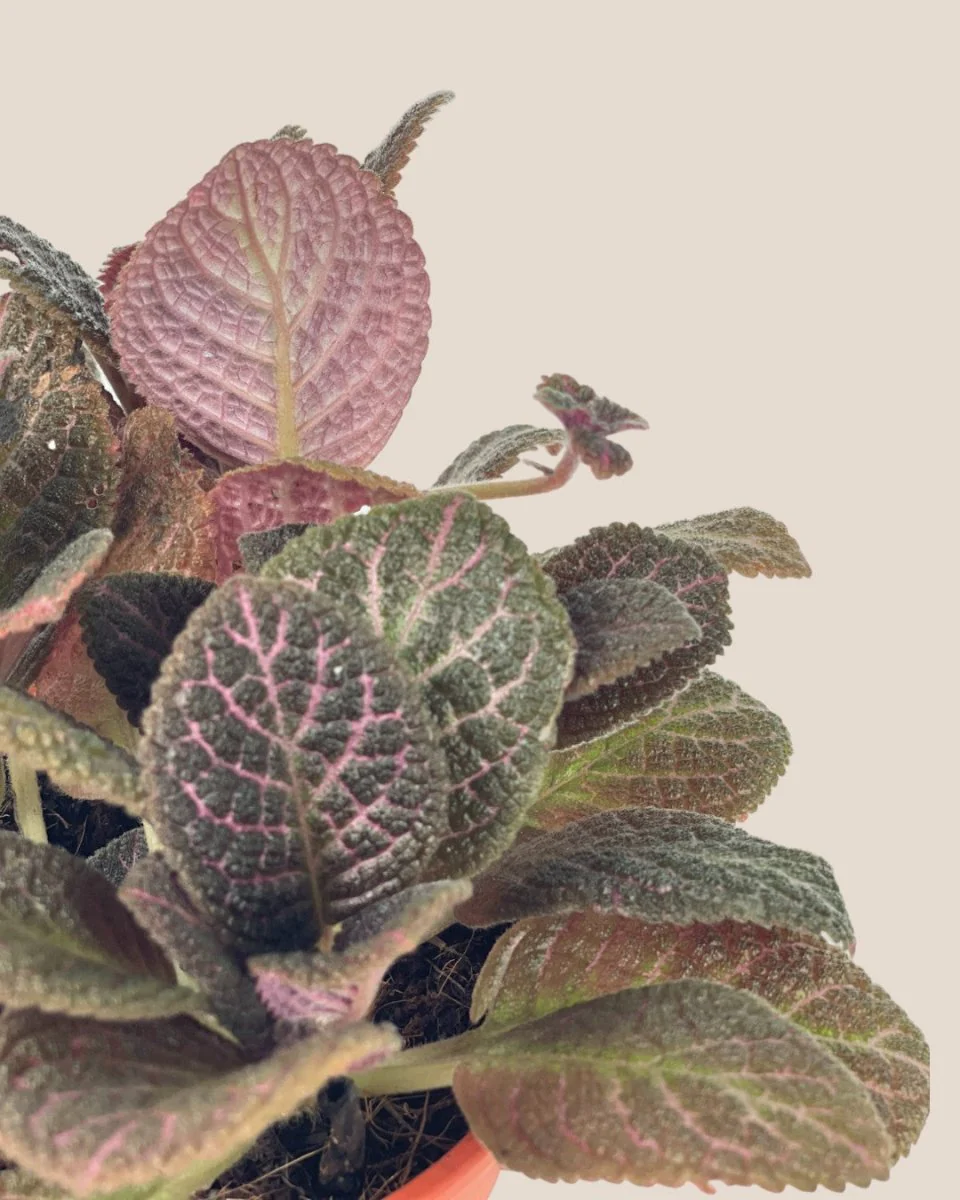 Assorted Episcia Plant - Image 8
