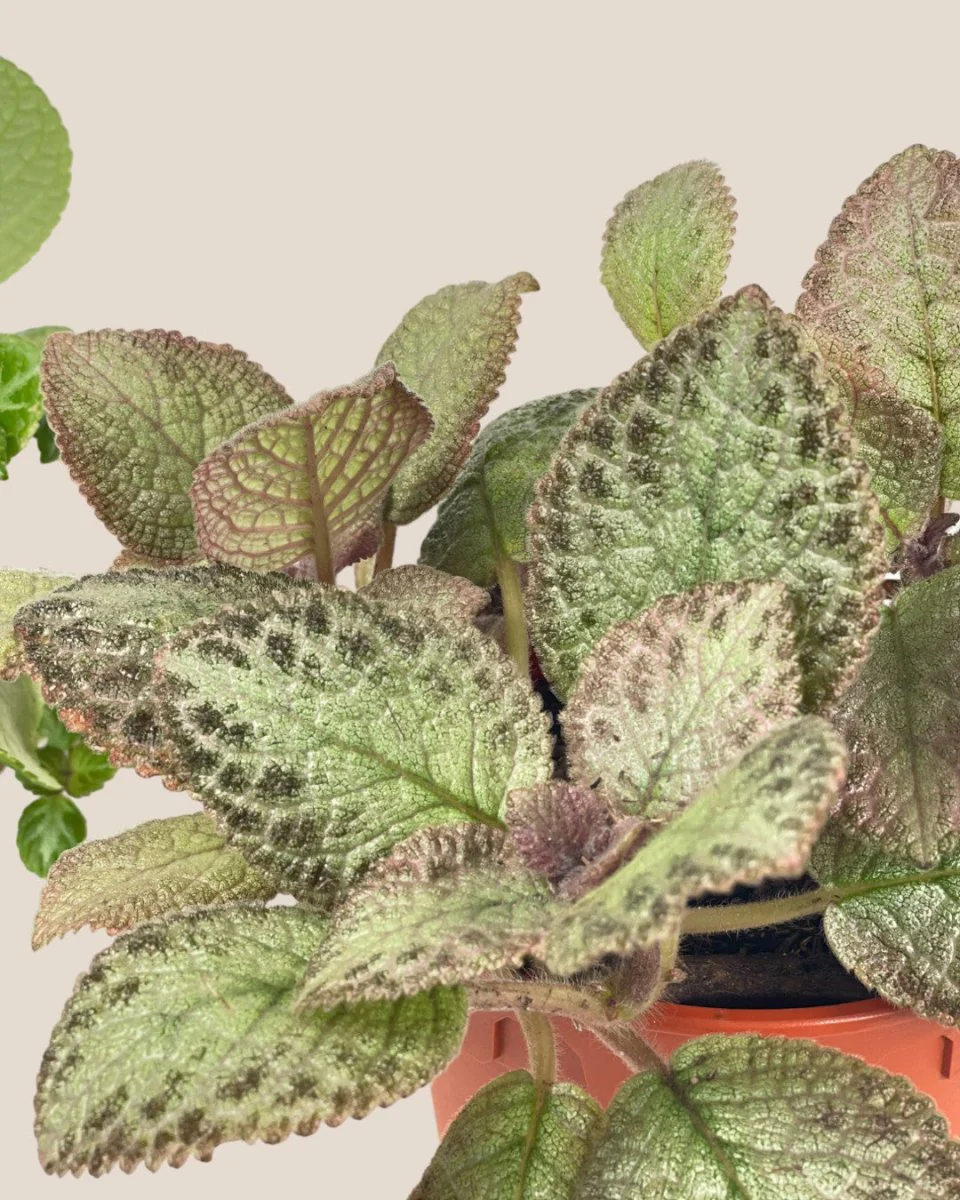 Assorted Episcia Plant - Image 9