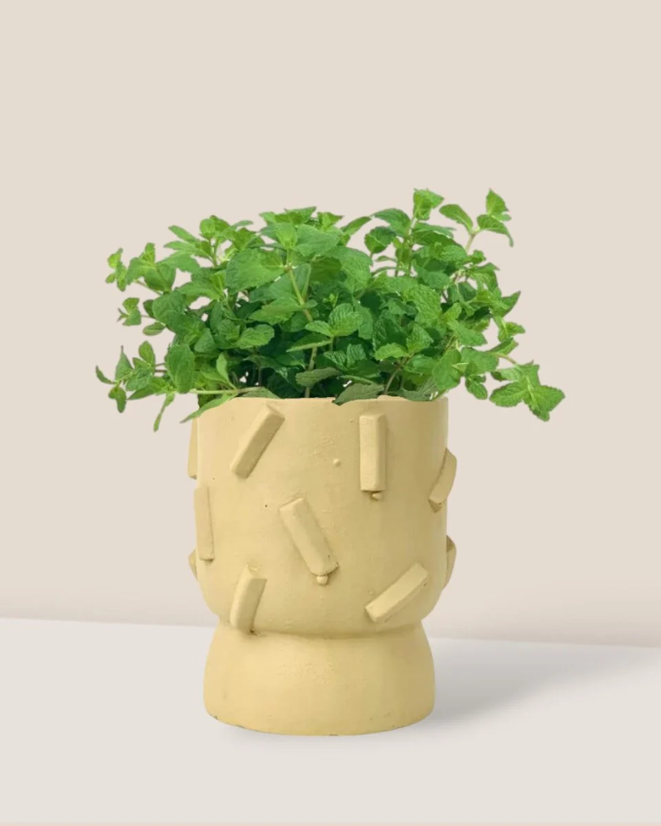 Assorted Mint Plant - Image 10