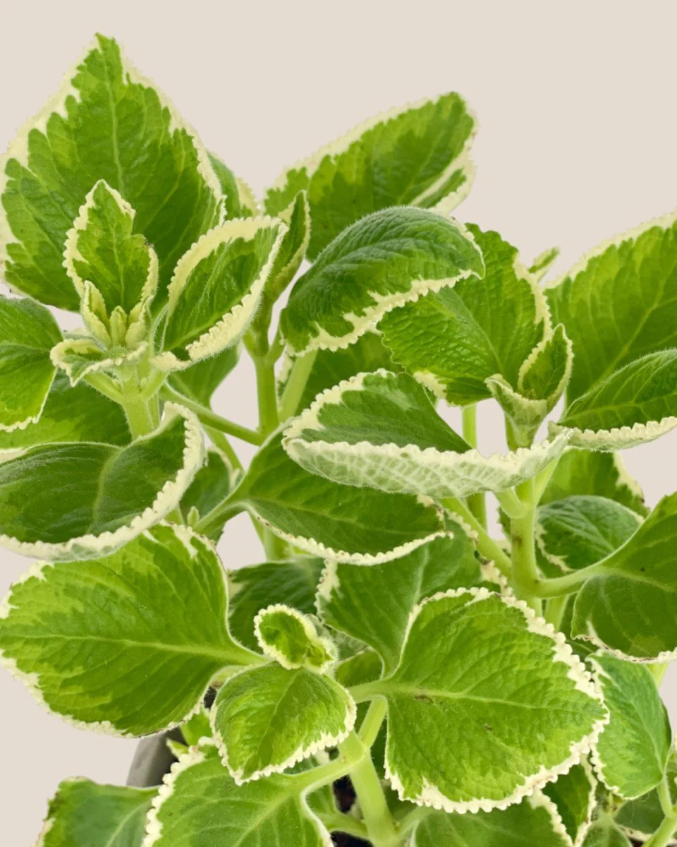 Assorted Mint Plant - Image 7