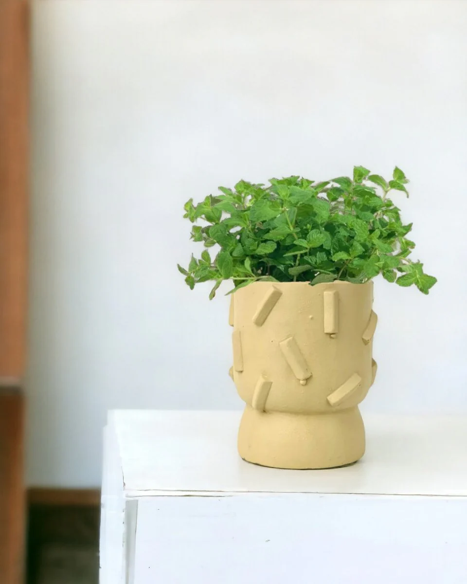 Assorted Mint Plant - Image 9