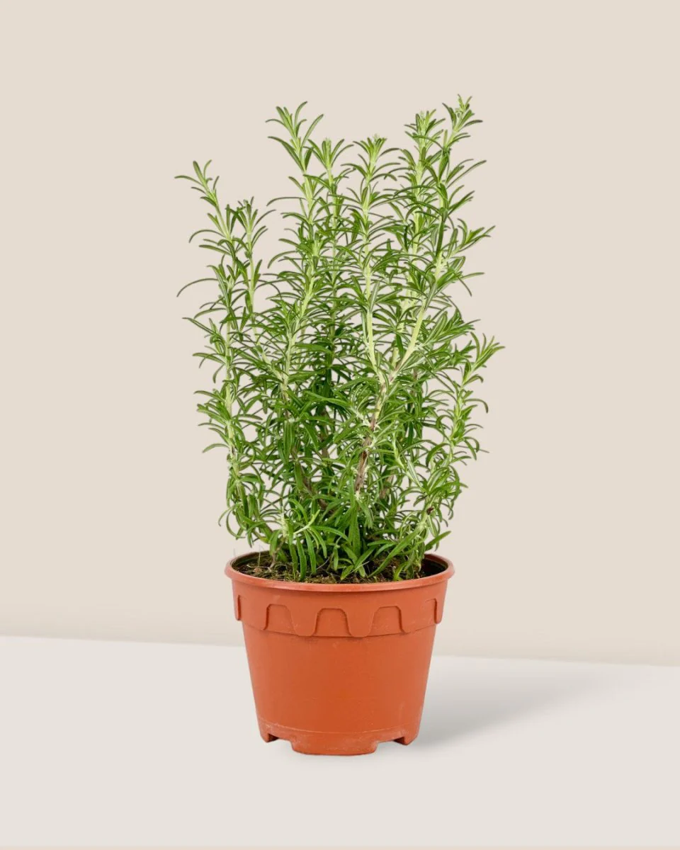 Assorted Rosemary - Image 10