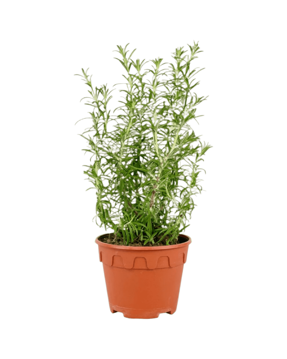 Assorted Rosemary - Image 11