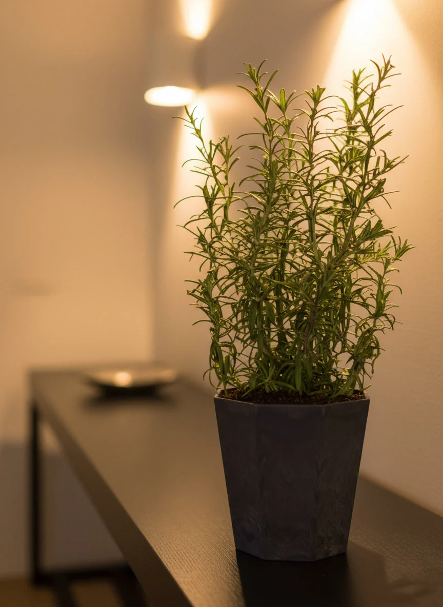 Assorted Rosemary - Image 3
