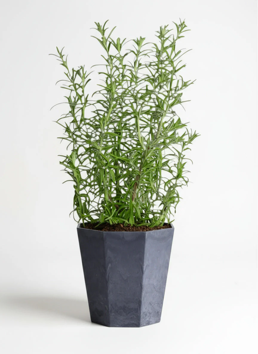 Assorted Rosemary - Image 5