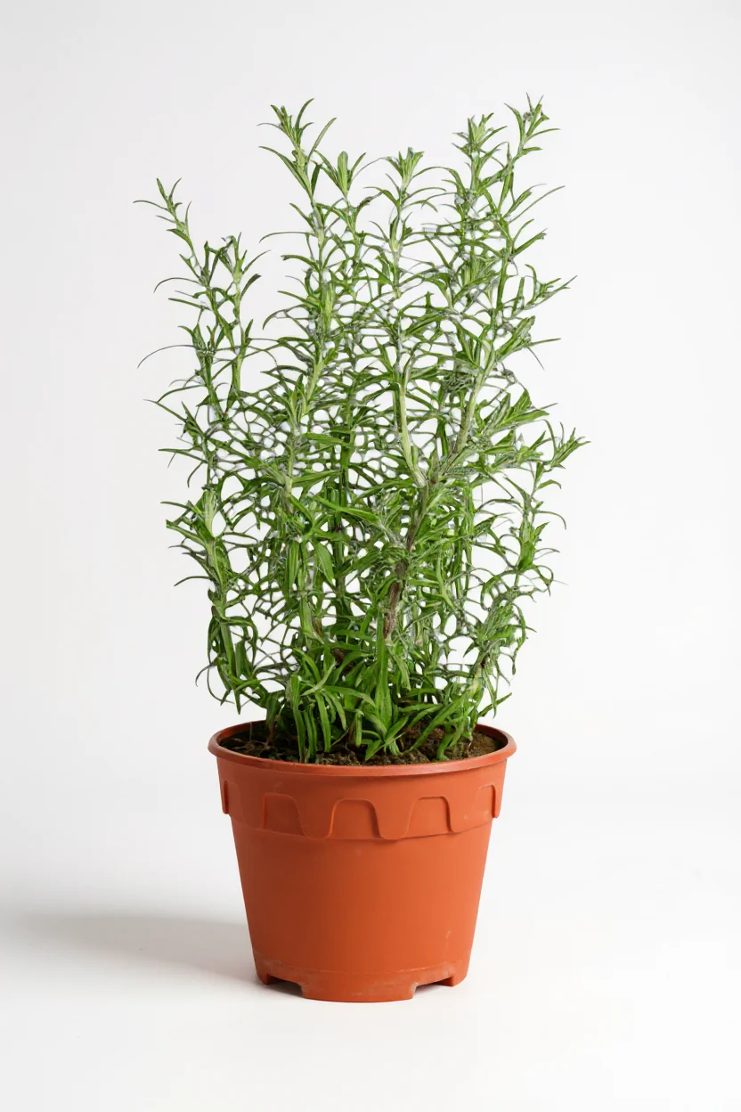 Assorted Rosemary - Image 6