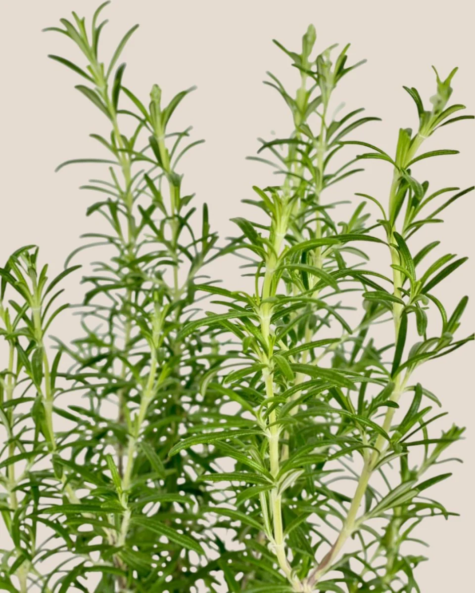 Assorted Rosemary - Image 7