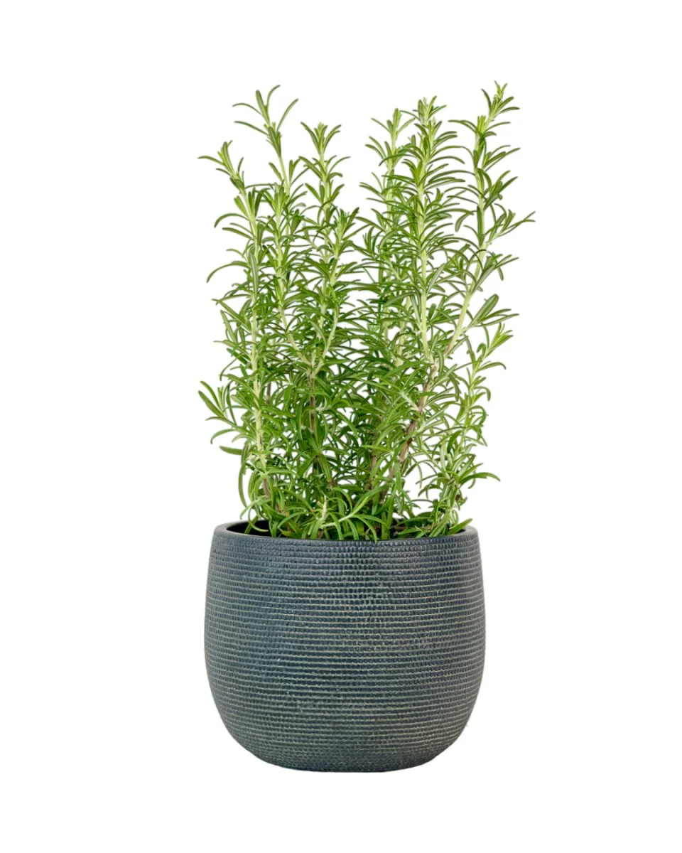 Assorted Rosemary - Image 8