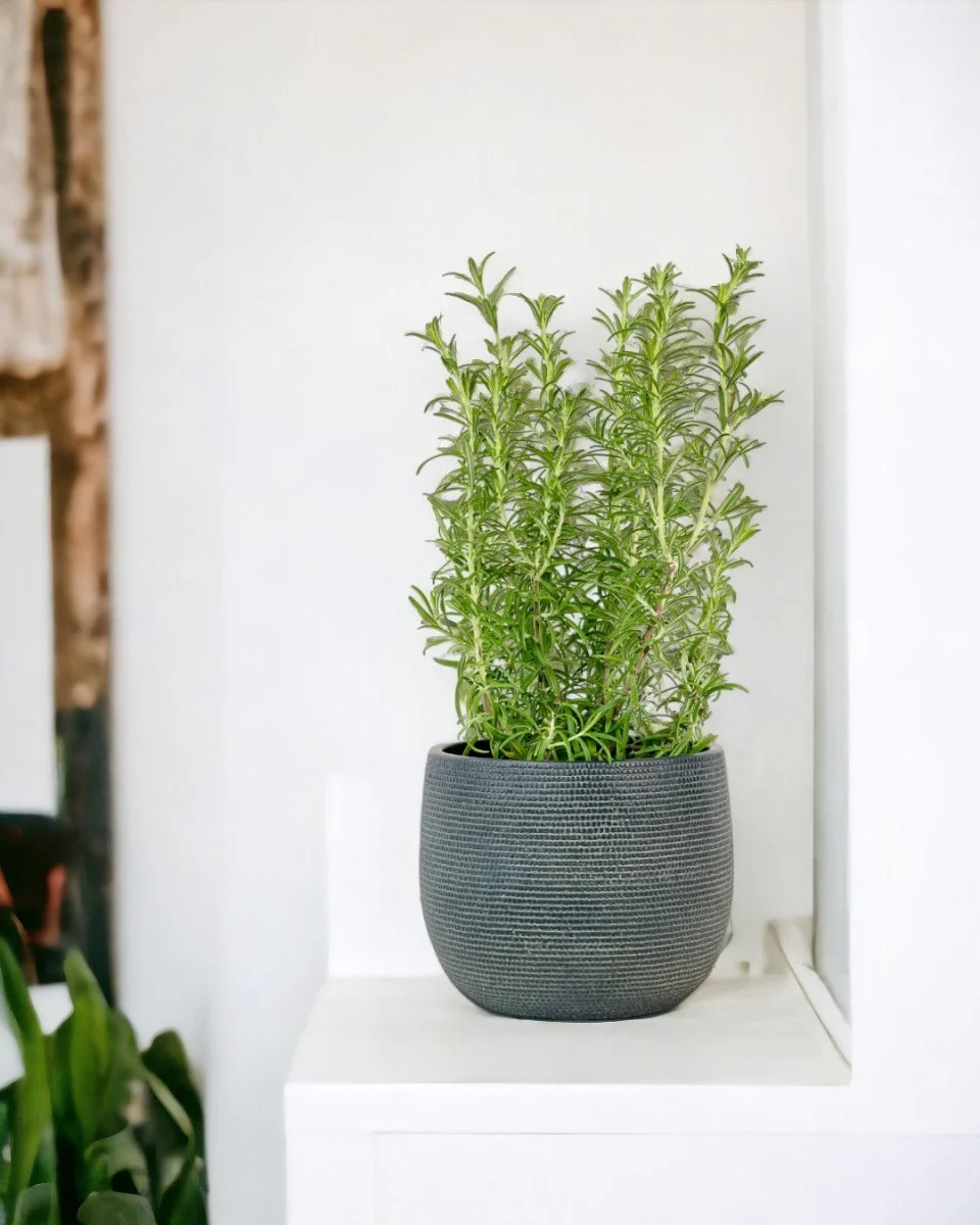 Assorted Rosemary - Image 9